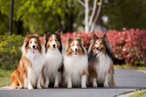 好消息，狂犬病的预防小方法来了
