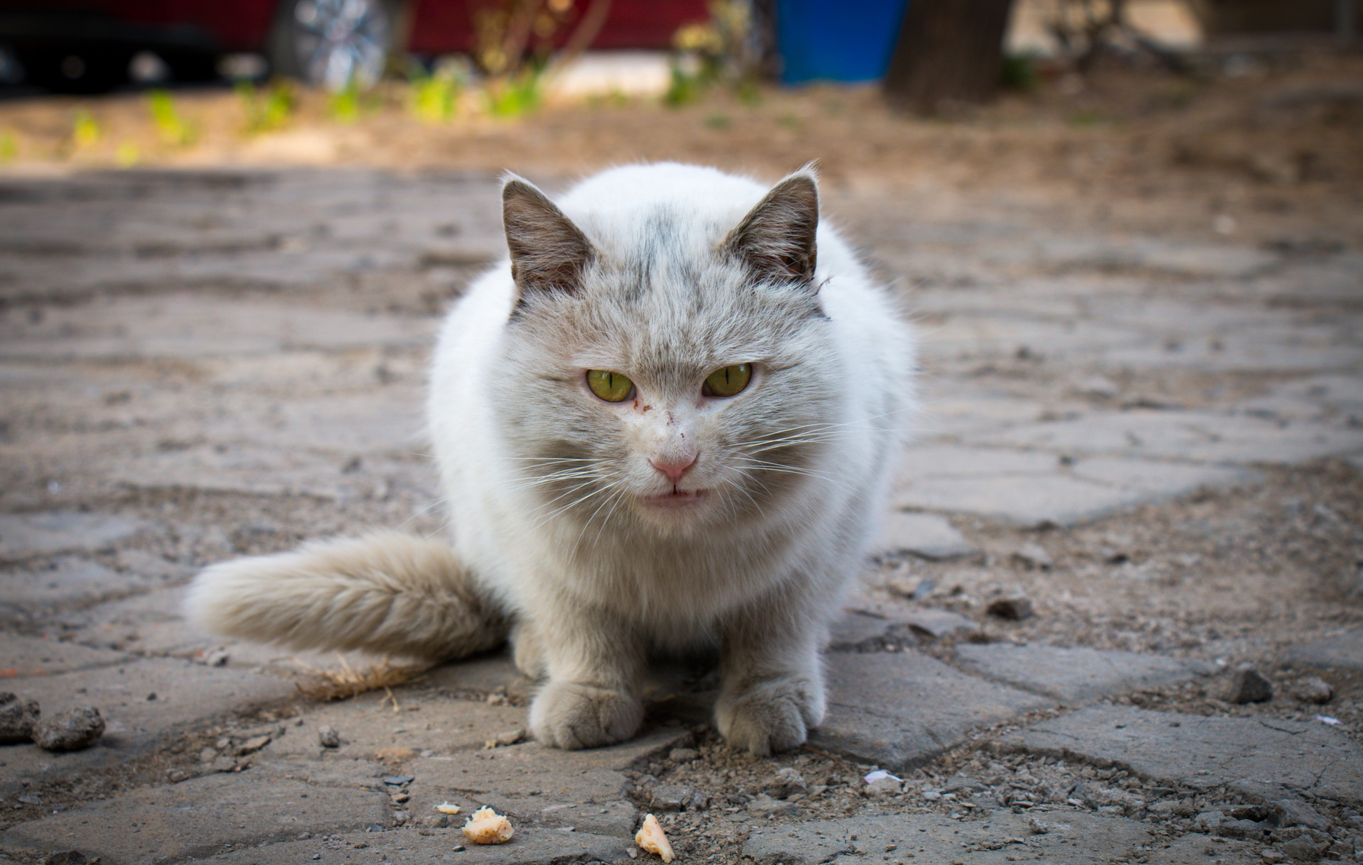 父母必看，养宠有危险，孩子被猫咬伤怎么办？